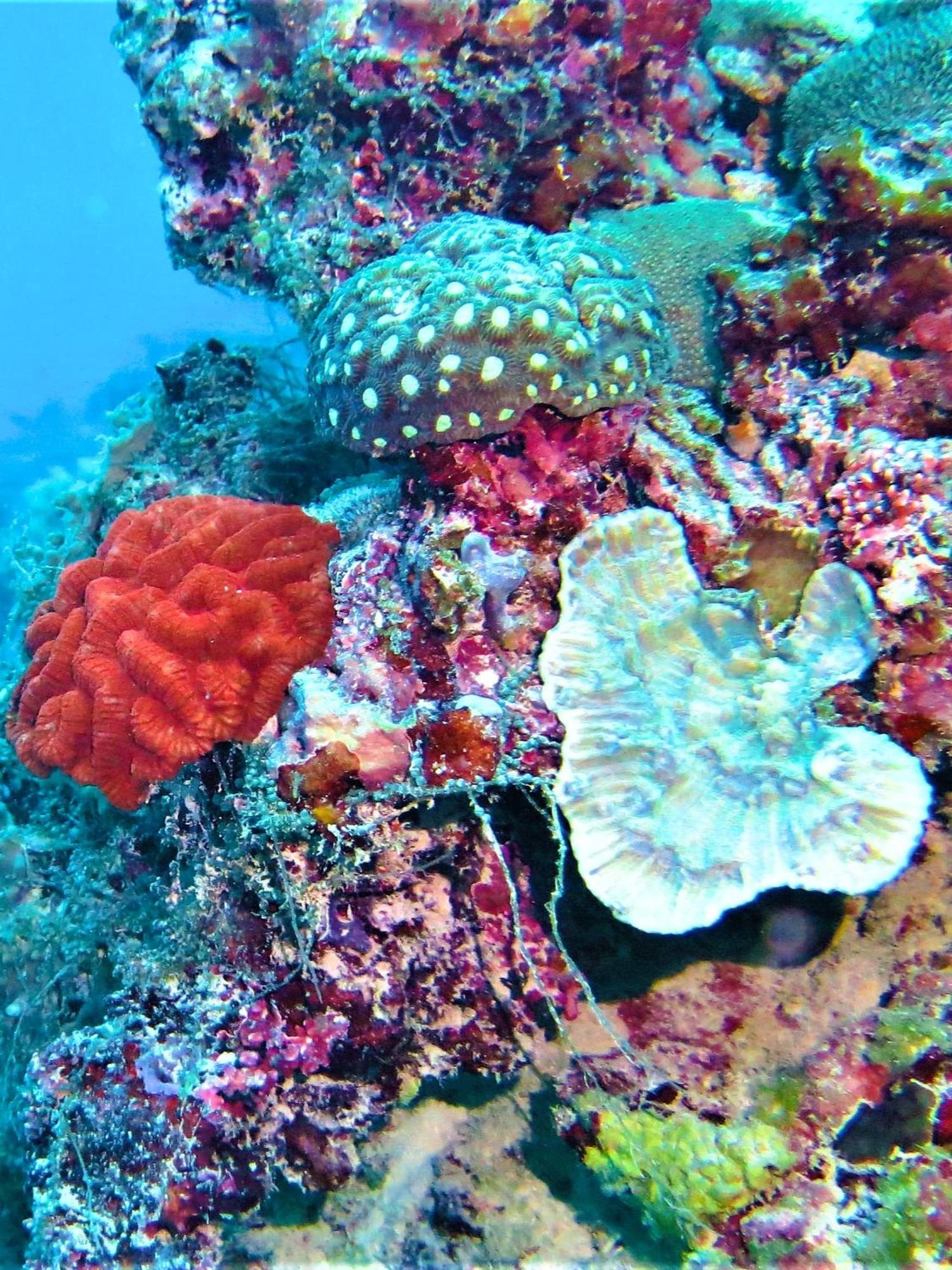 The Fulhadhoo Beach Cottage Kültér fotó